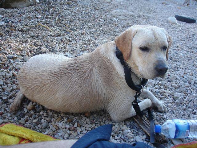 labrador "tigrou" - Labrador Retriever