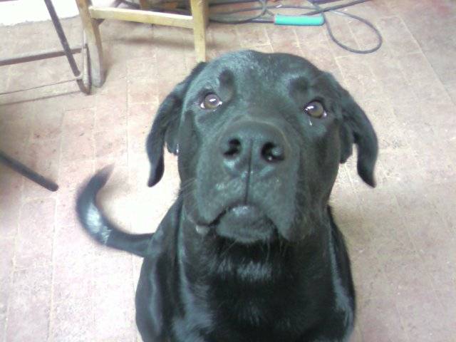 croisé labrador rootweiller Bacchus - Labrador Retriever