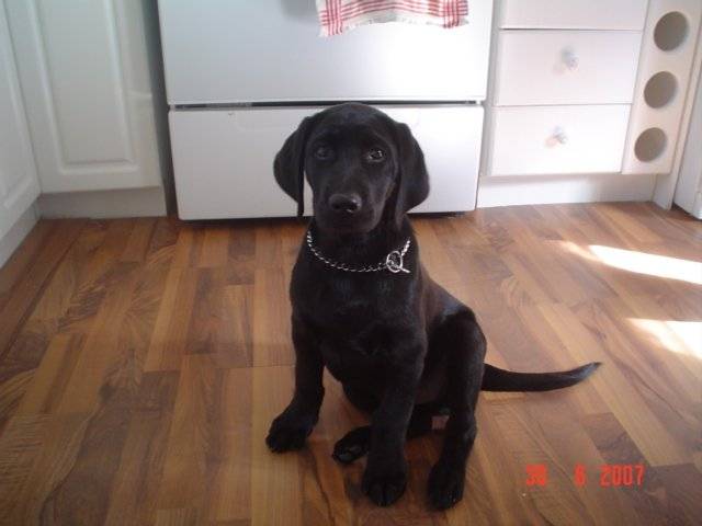 labrador noir - Labrador Retriever