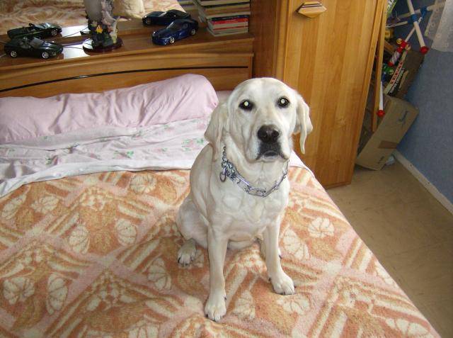labrador lucky - Labrador Retriever