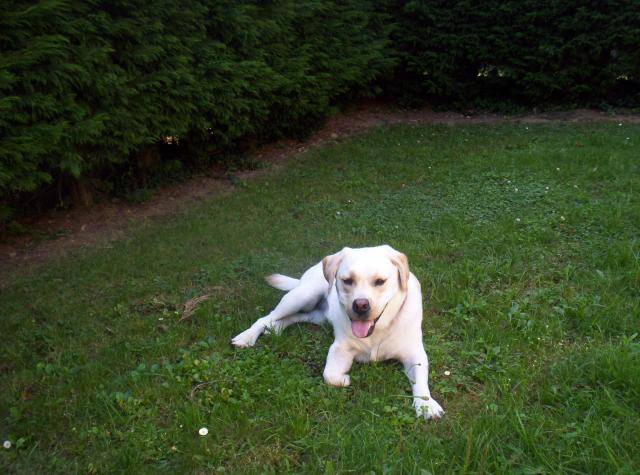 BADKA - LABRADOR - Labrador Retriever