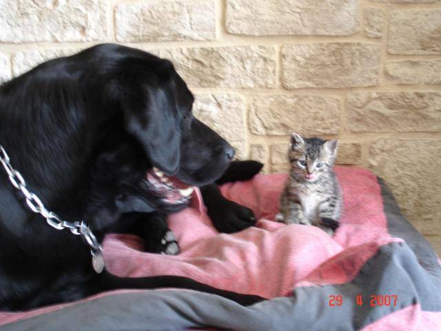 UNZO labrador et CHARLY chaton de 5 semaines - Labrador Retriever