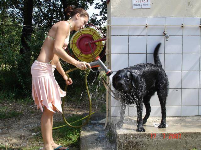 UNZO Labrador - Labrador Retriever