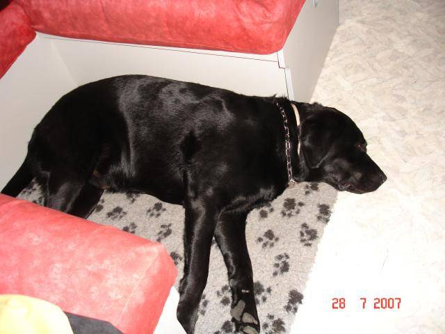 UNZO labrador - Labrador Retriever