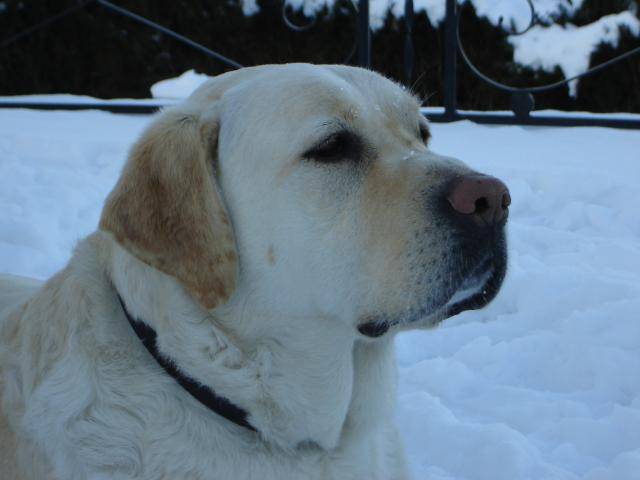 SKY - LABRADOR - Labrador Retriever