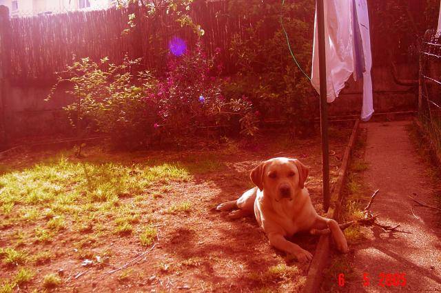 Labrador Uta - Labrador Retriever