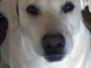 Labrador Phoebus - Labrador Retriever