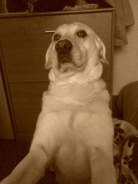 Labrador Phoebus - Labrador Retriever