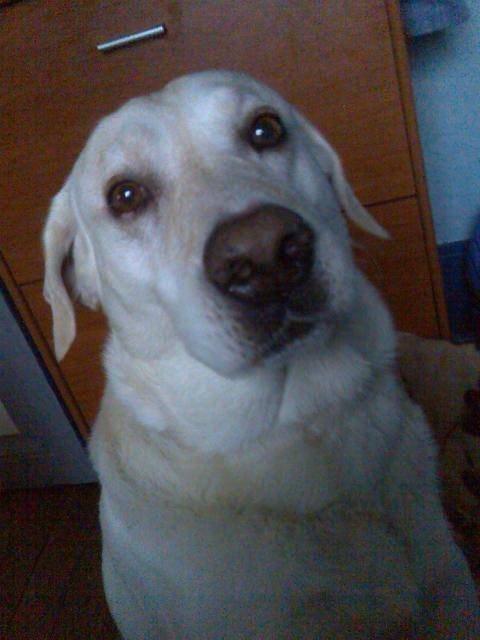 Labrador Phoebus - Labrador Retriever