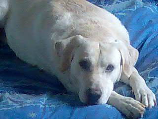 Labrador Phoebus - Labrador Retriever