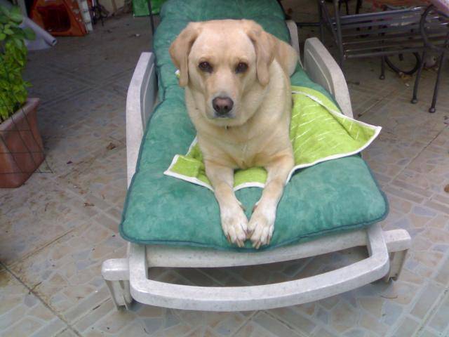 LABRADOR NESS - Labrador Retriever