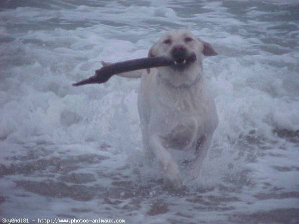 SKY - LABRADOR - Labrador Retriever