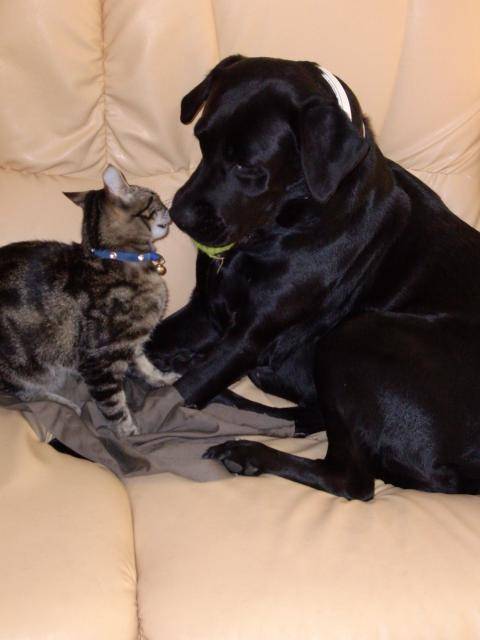 labrador, vanille - Labrador Retriever