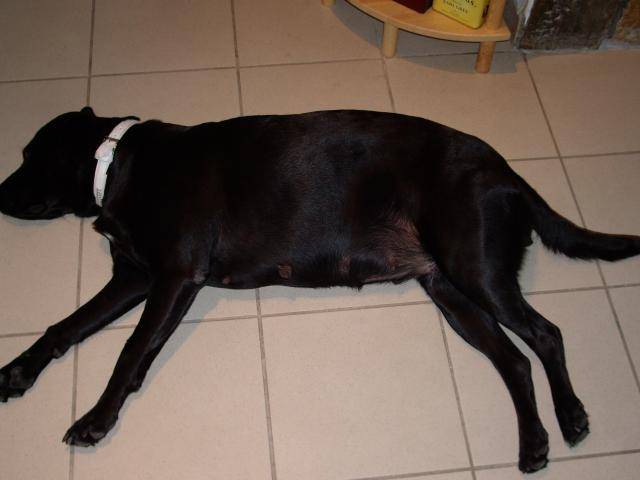 labrador, vanille - Labrador Retriever