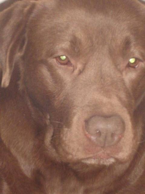 labrador chocolat... - Labrador Retriever