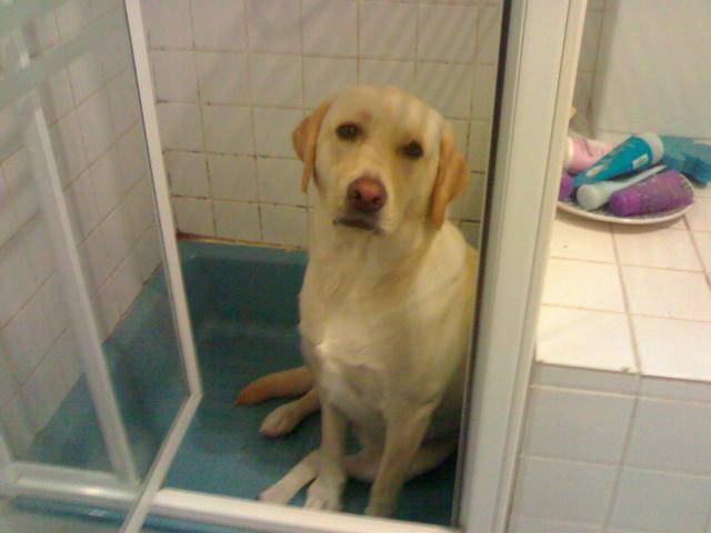 Labrador ; TINA - Labrador Retriever