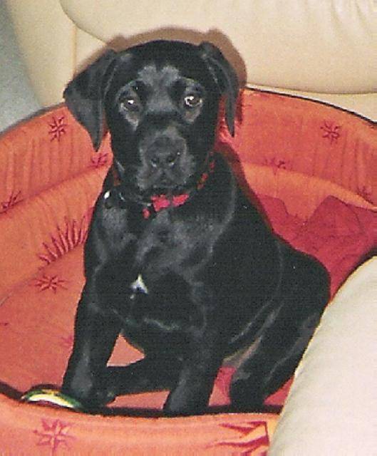 labrador, vanille - Labrador Retriever