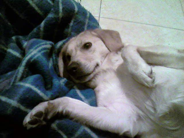 labrador caline - Labrador Retriever