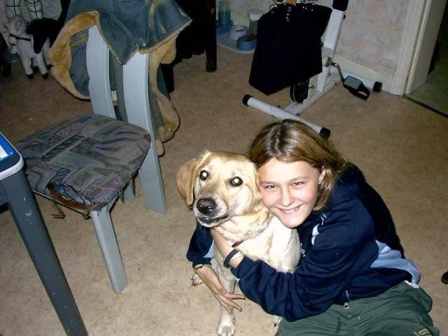 caline labrador - Labrador Retriever
