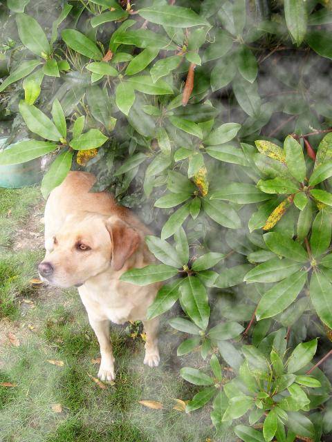 Labrador Uta - Labrador Retriever