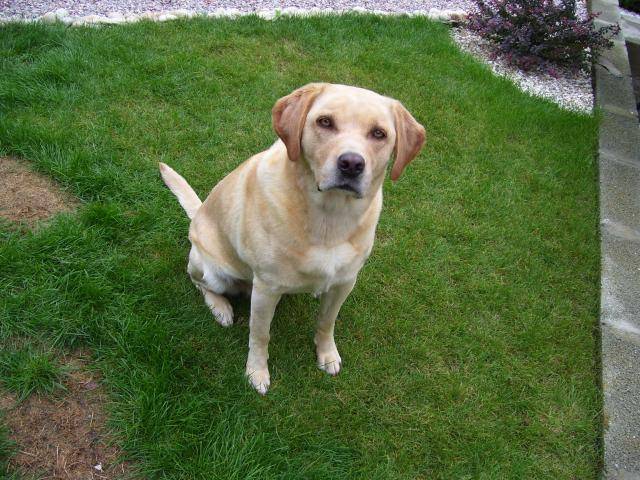 Labrador Uta - Labrador Retriever