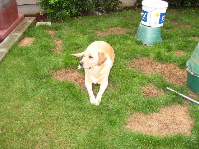 Labrador Uta - Labrador Retriever
