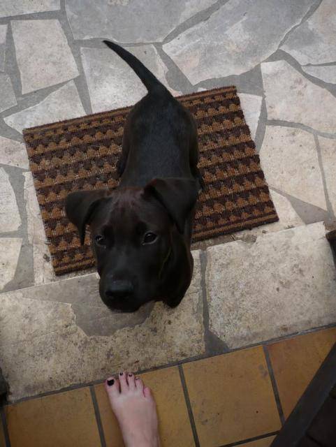 Croisé Labrador - Texas - Labrador Retriever