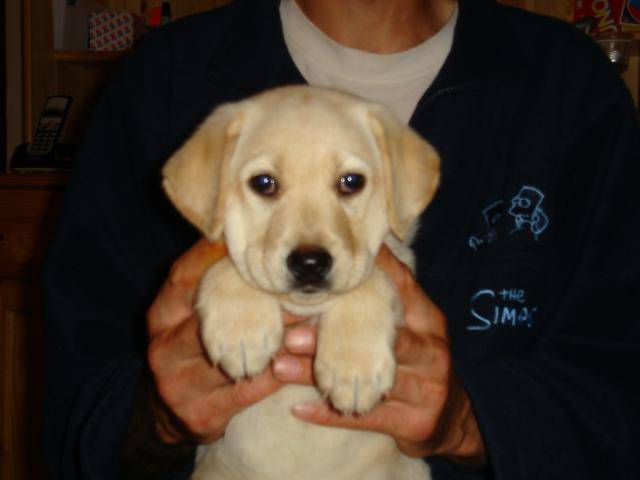 LABRADOR cali - Labrador Retriever