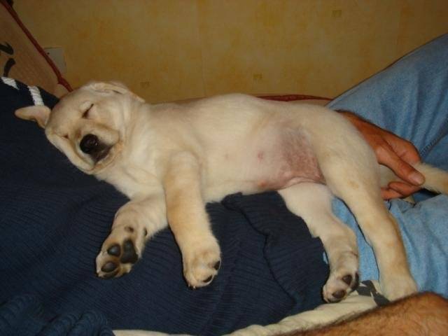 labrador cali - Labrador Retriever