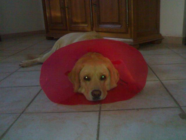 labrador NESS - Labrador Retriever