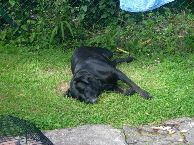 labrador - Labrador Retriever