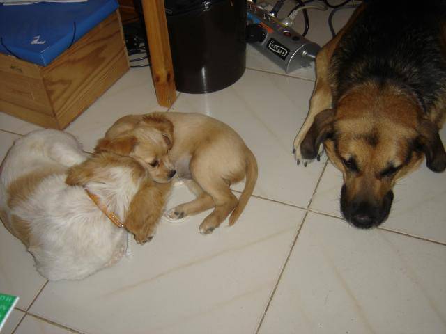 Titou (berger/labrador), Ficelle et Belle (épagneuls/goldenretriever) - Labrador Retriever