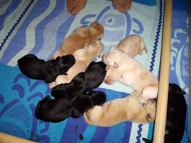 Labrador, Vanille et ses BB - Labrador Retriever