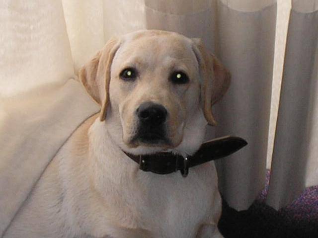 cali labrador - Labrador Retriever