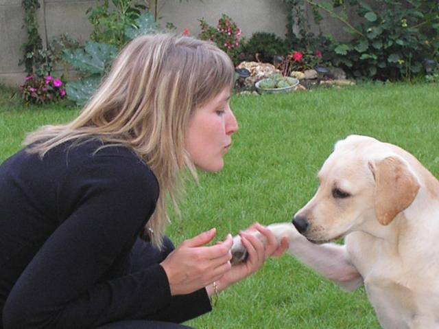 CALI labrador retriever - Labrador Retriever