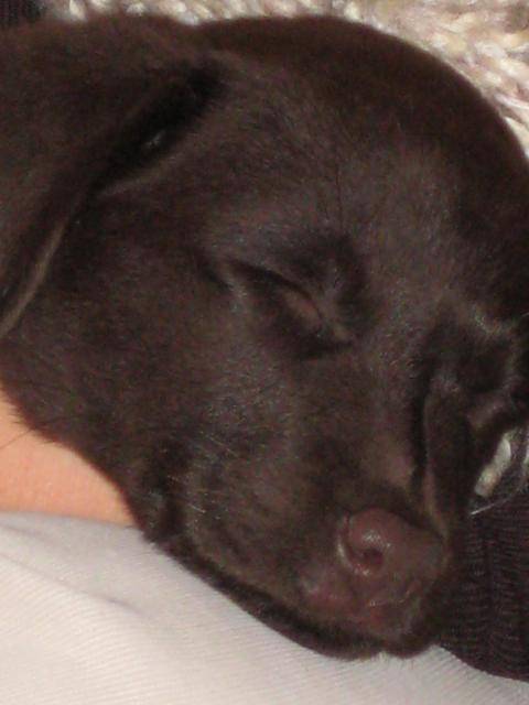 Spirale fait de beaux rêves labrador - Labrador Retriever