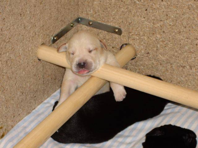 Labrador BB Vanille - Labrador Retriever