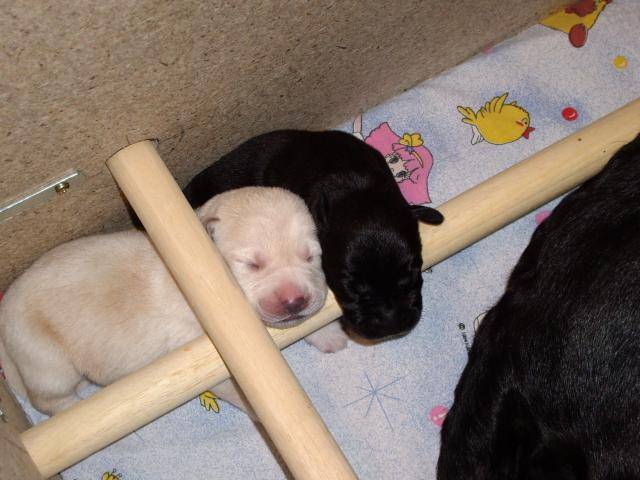 Labrador BB Vanille - Labrador Retriever