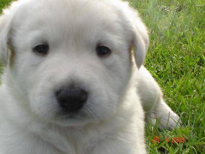 Labrador - Labrador Retriever