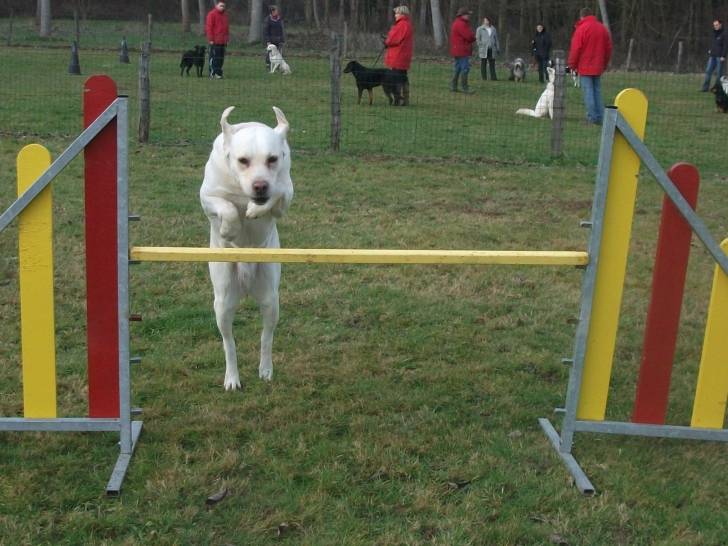 Balia Morhena di Baya - Labrador Retriever (4 ans)