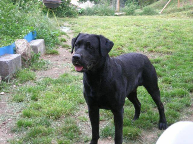 labrador - Labrador Retriever