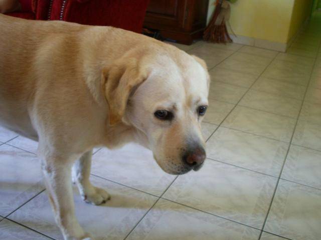 retreiver labrador - Labrador Retriever