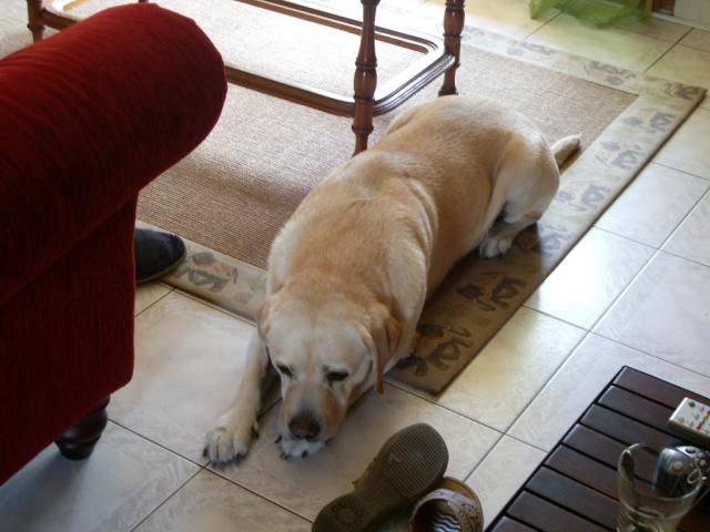 Retriever du labrador , Pataud - Labrador Retriever
