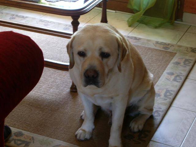 Retriever du labrador , Pataud - Labrador Retriever