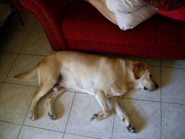 Retriever du labrador , Pataud - Labrador Retriever
