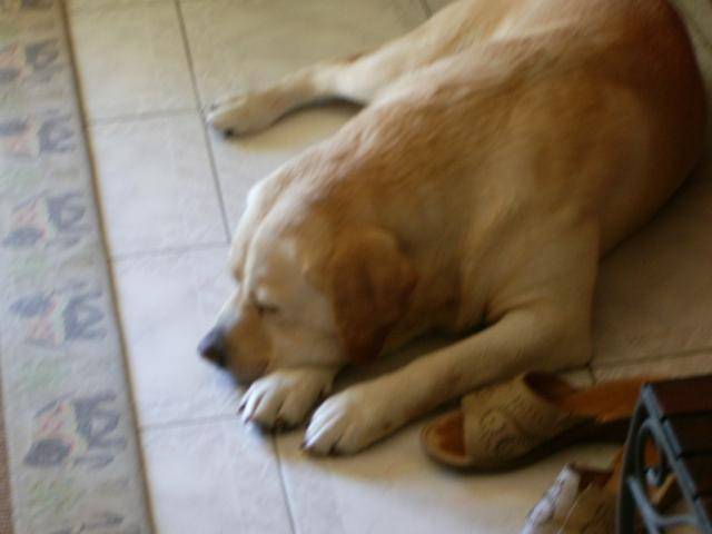 Retriever du labrador , Pataud - Labrador Retriever