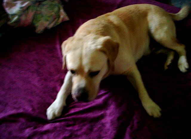 Retriever du labrador , Pataud - Labrador Retriever