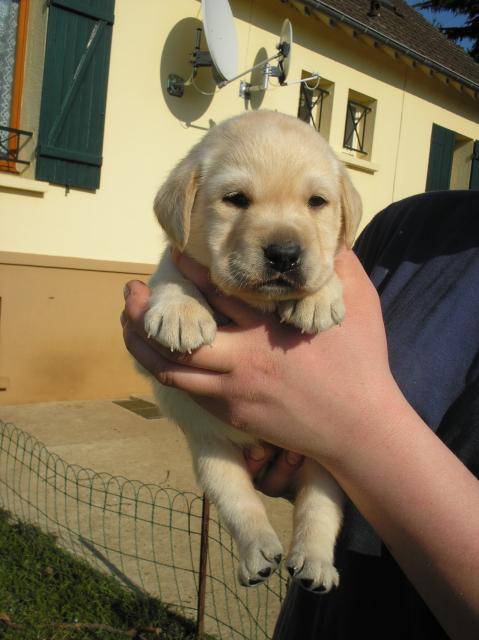 CALI labrador retriever - Labrador Retriever