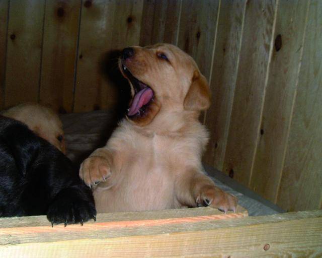 labrador de 1 mois - Labrador Retriever (1 mois)