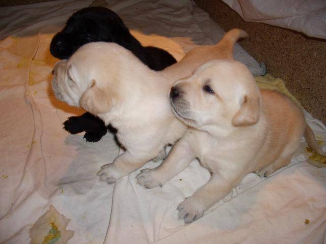 Labrador BB Vanille - Labrador Retriever